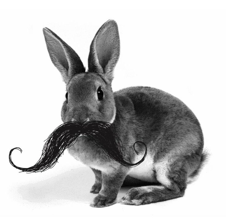 Oui Oui-movember-tipos de bigote-moustache-cosas con forma de bigote-conejo con bigote